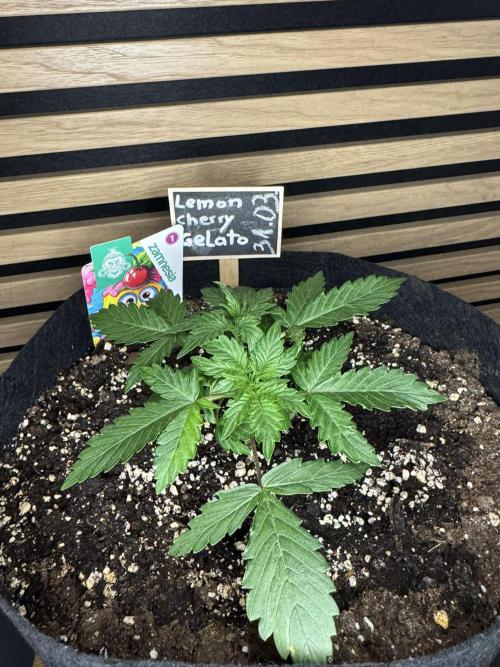 Lemon Cherry Gelato Automatic. Week 3