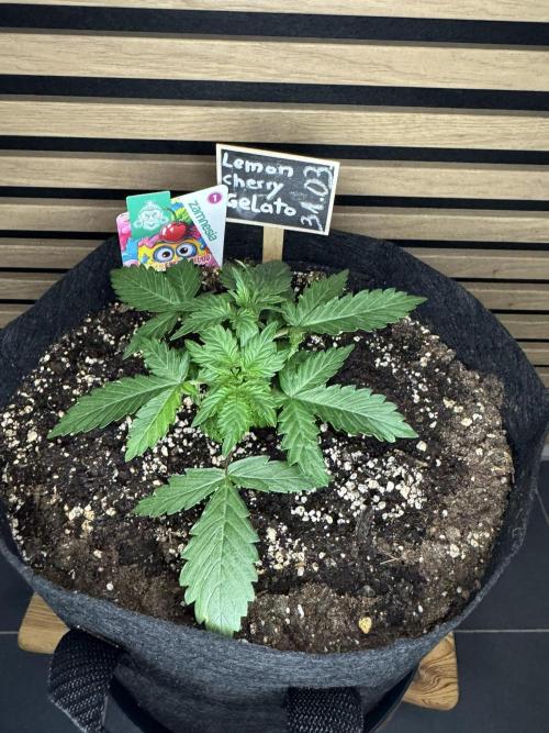 Lemon Cherry Gelato Automatic. Week 3