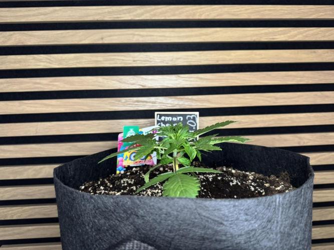 Lemon Cherry Gelato Automatic. Week 3