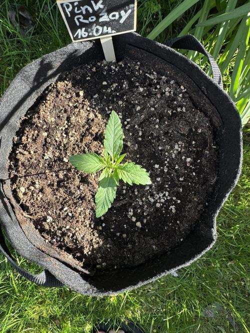 Pink Rozay Auto. Week 1