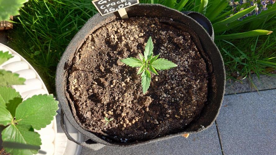 Green Crack F1 Auto. Week 1