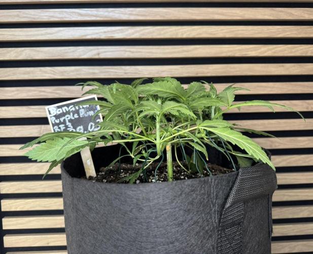 Banana Purple Punch Auto RF3. Week 4