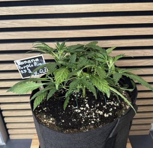 Banana Purple Punch Auto RF3. Week 4