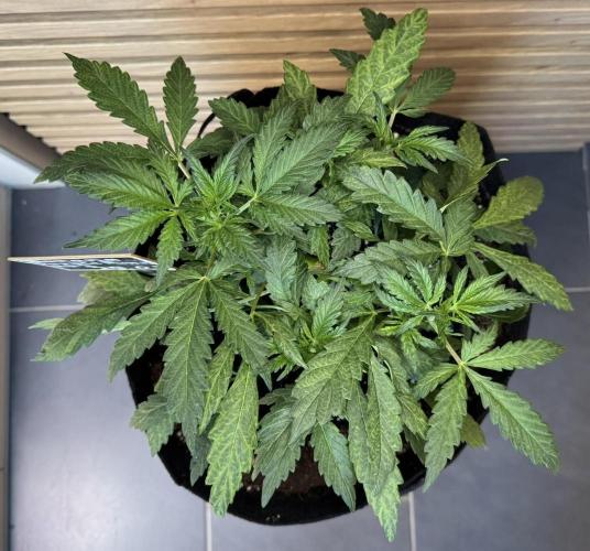 Banana Purple Punch Auto RF3. Week 4