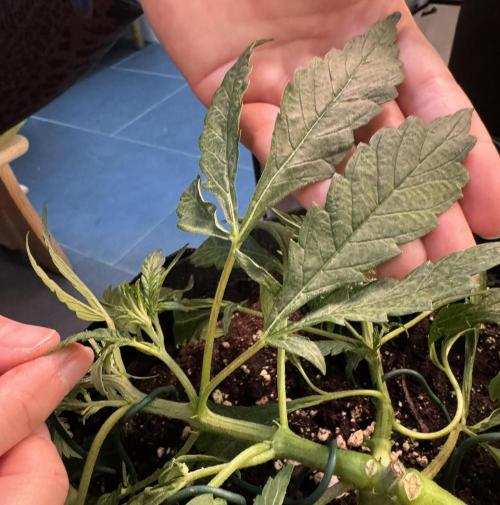 Banana Purple Punch Auto RF3. Week 4 - Ruccola? :-P