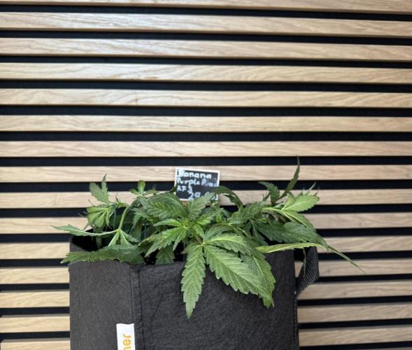 Banana Purple Punch Auto RF3. Week 4