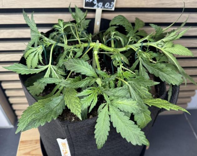 Banana Purple Punch Auto RF3. Week 4