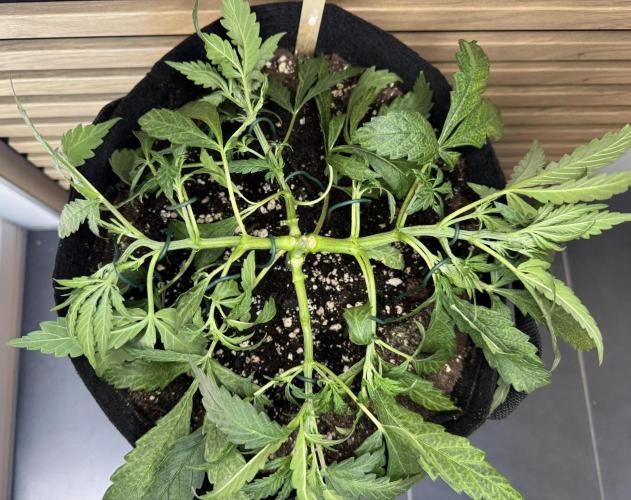 Banana Purple Punch Auto RF3. Week 4 - In Form gebracht :-)