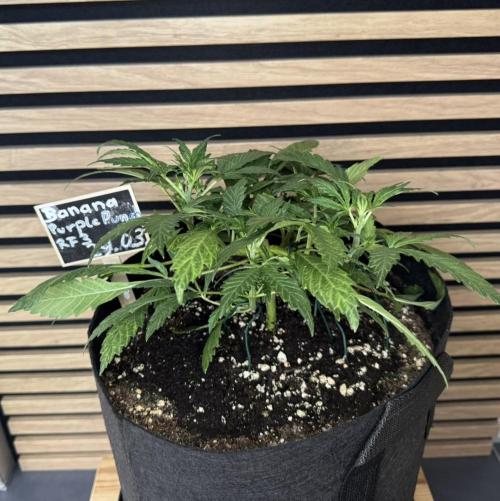 Lemon Cherry Gelato Automatic. Week 4