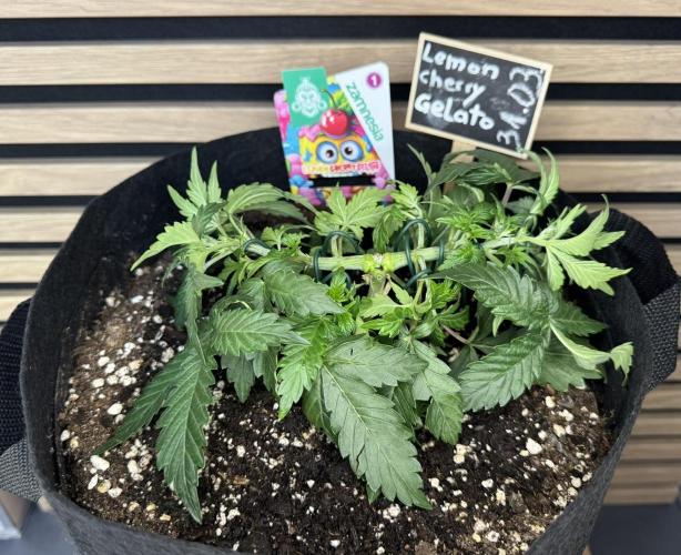 Lemon Cherry Gelato Automatic. Week 4