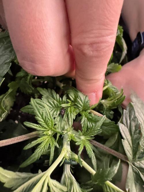 Lemon Cherry Gelato Automatic. Week 4