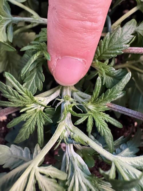 Lemon Cherry Gelato Automatic. Week 4