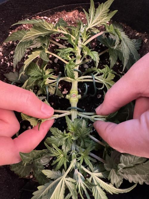 Lemon Cherry Gelato Automatic. Week 4