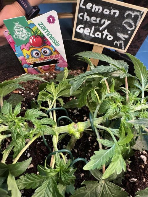 Lemon Cherry Gelato Automatic. Week 4