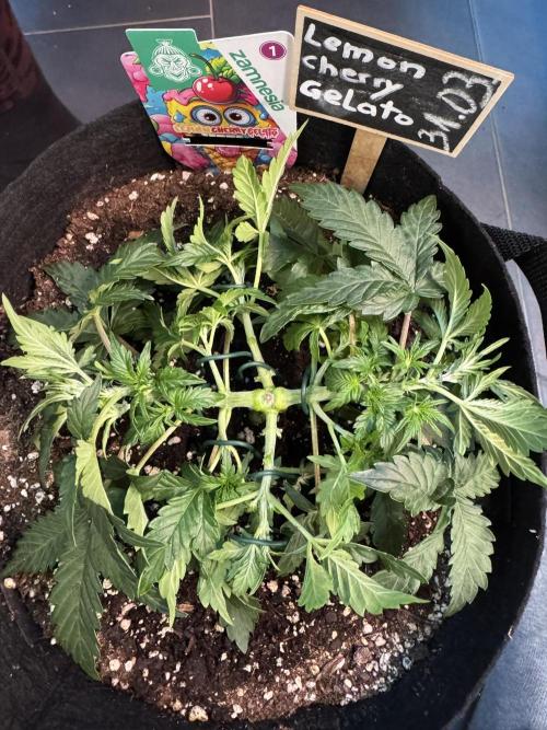 Lemon Cherry Gelato Automatic. Week 4