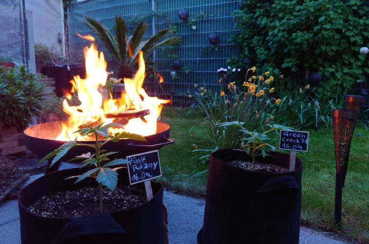 Pink Rozay Auto. Week 2 - outdoor adventure - unser erstes Lagerfeuer