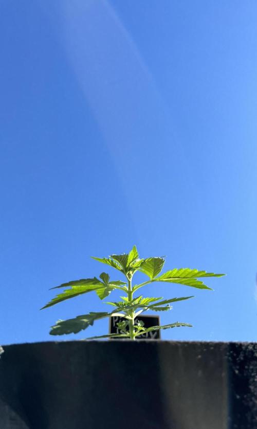 Pink Rozay Auto. Week 2