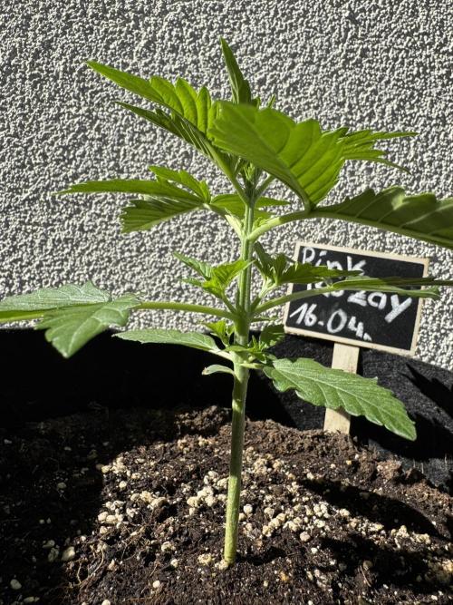 Pink Rozay Auto. Week 2