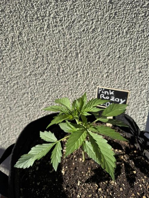 Pink Rozay Auto. Week 2