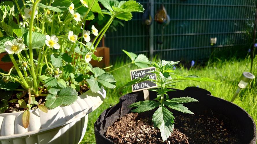 Pink Rozay Auto. Week 2