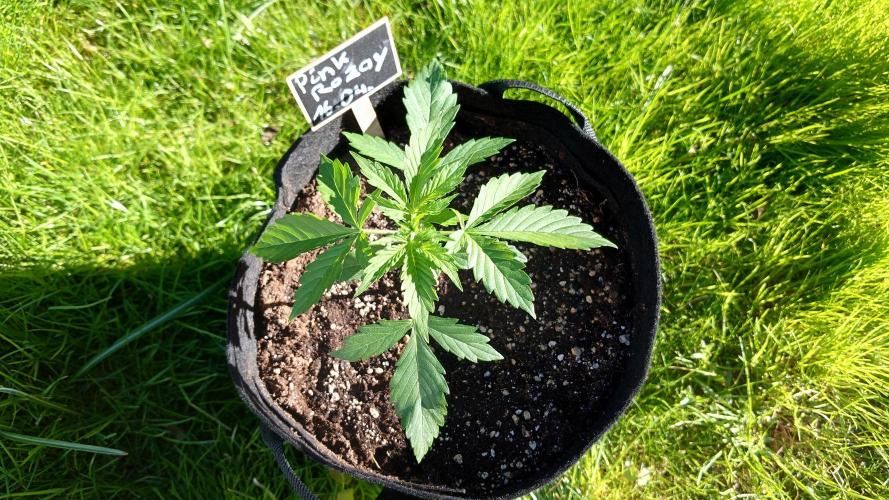Pink Rozay Auto. Week 2