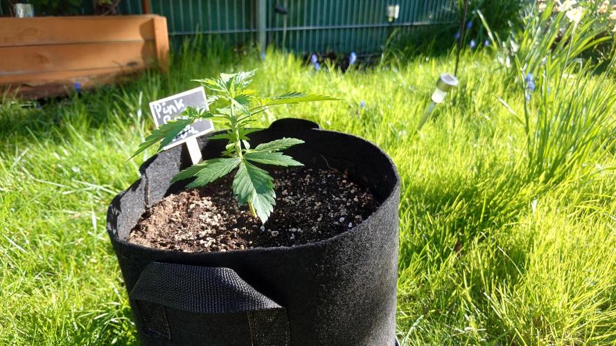 Pink Rozay Automatic. Week 2