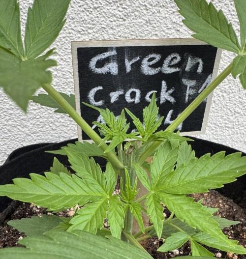 Green Crack F1 Auto. Week 2