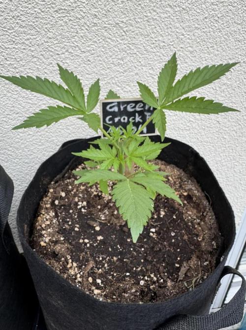Green Crack F1 Auto. Week 2