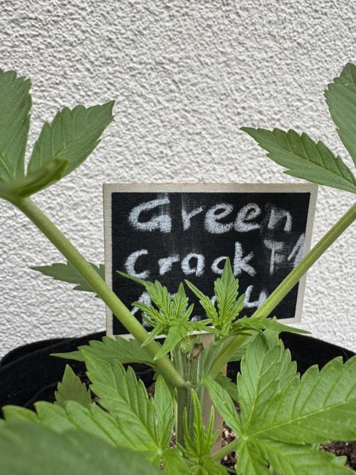 Green Crack F1 Automatic. Week 2