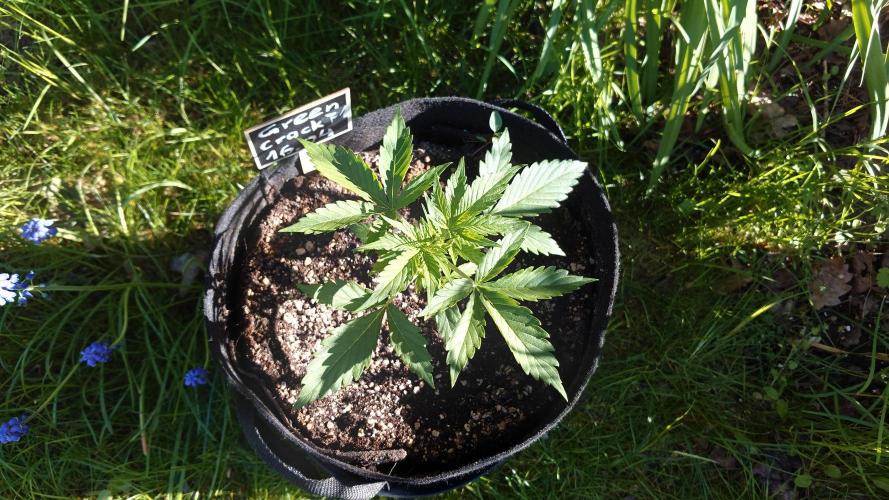 Green Crack F1 Auto. Week 2