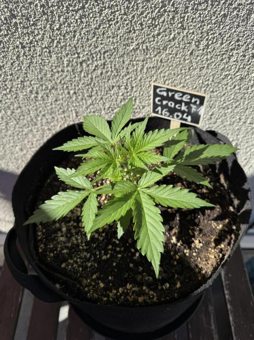 Green Crack F1 Auto. Week 2
