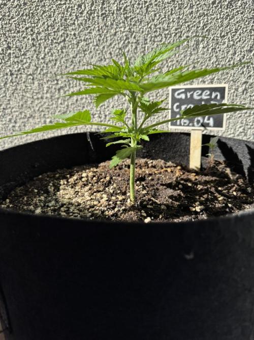 Green Crack F1 Auto. Week 2