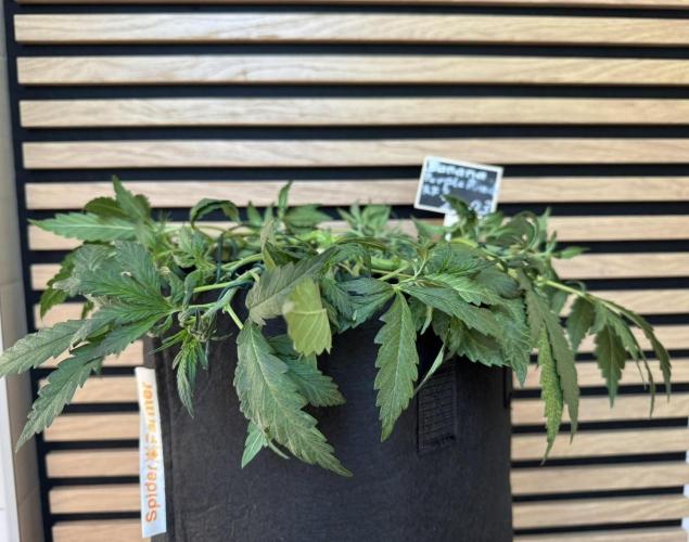 Banana Purple Punch Auto RF3. Week 5