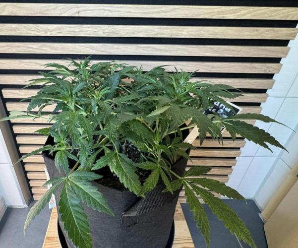 Banana Purple Punch Auto RF3. Week 5