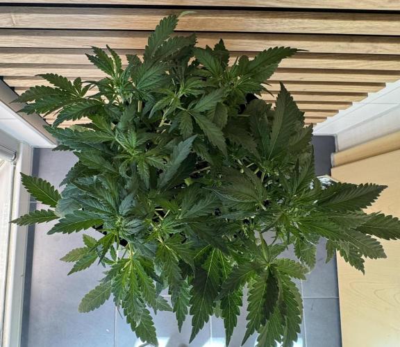 Banana Purple Punch Auto RF3. Week 5