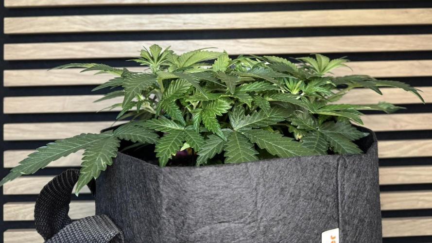 Lemon Cherry Gelato Automatic. Week 5