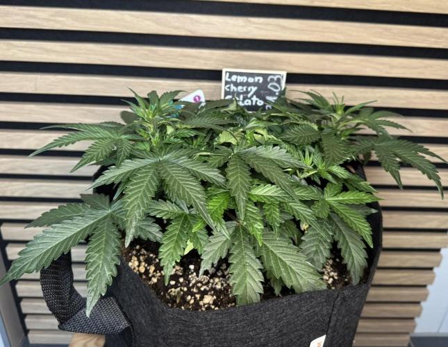 Lemon Cherry Gelato Automatic. Week 5