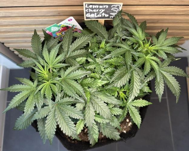 Lemon Cherry Gelato Automatic. Week 5