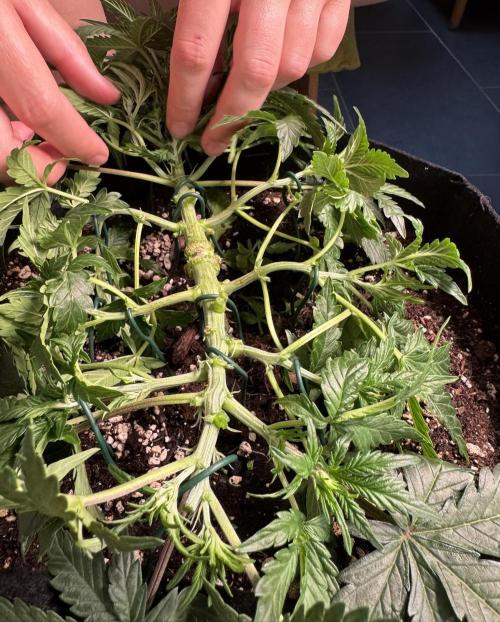 Lemon Cherry Gelato Automatic. Week 5