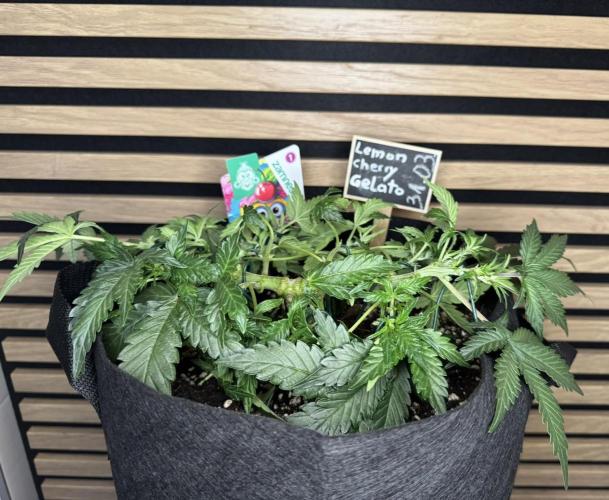 Lemon Cherry Gelato Automatic. Week 5