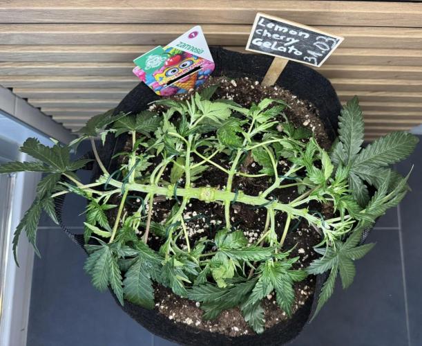 Lemon Cherry Gelato Automatic. Week 5