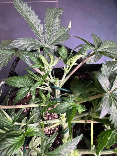 Lemon Cherry Gelato Automatic. Week 5