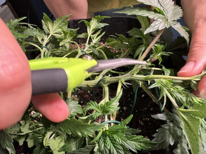 Lemon Cherry Gelato Automatic. Week 5