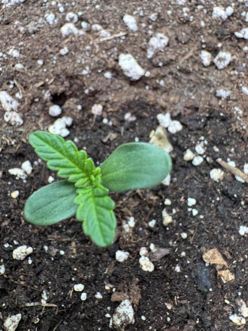 Banana Purple Auto. Week 0