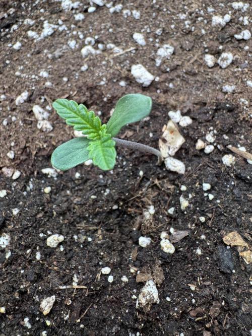 Banana Purple Auto. Week 0
