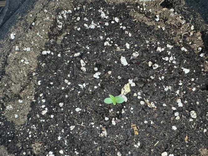 Banana Purple Auto. Week 0