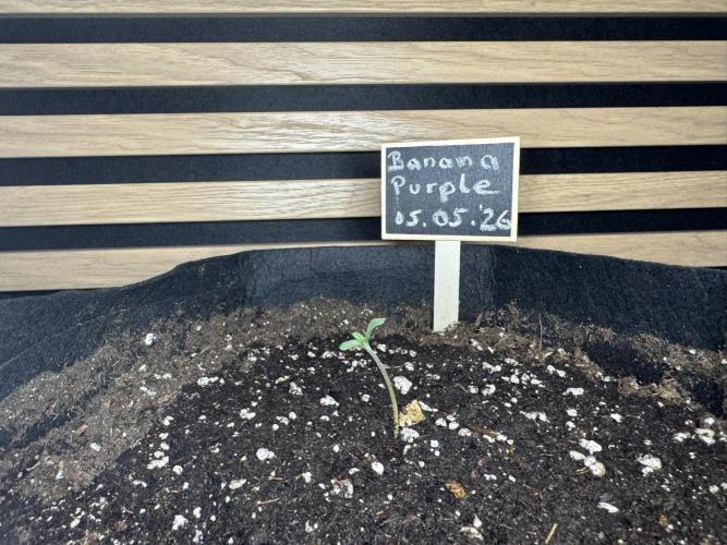 Banana Purple Auto. Week 0