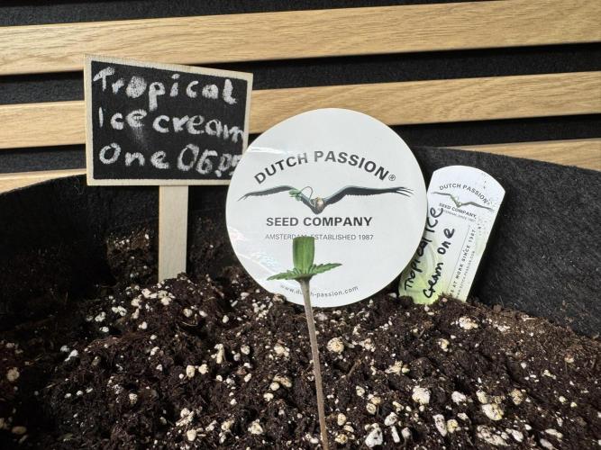 The Tropical Ice Cream One. Week 0