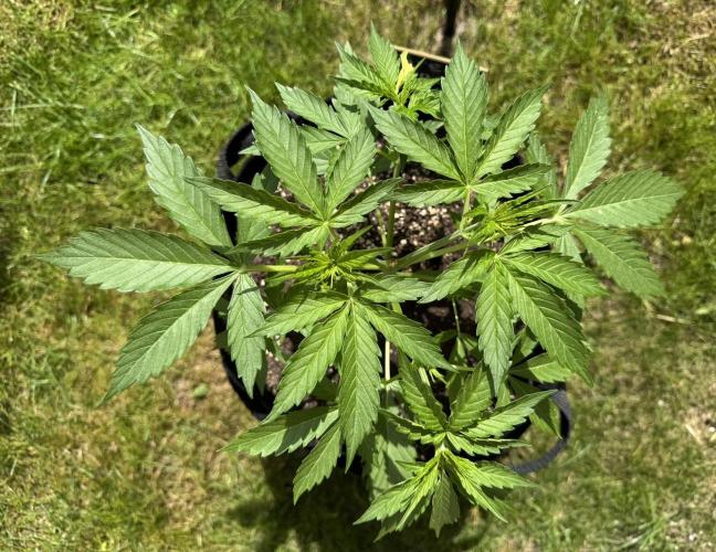 Green Crack F1 Auto. Week 3