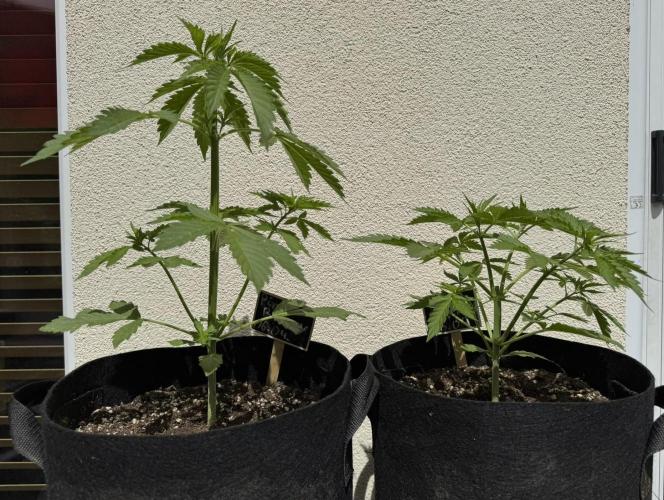 Green Crack F1 Automatic. Week 3